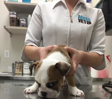 Our vets closely examine